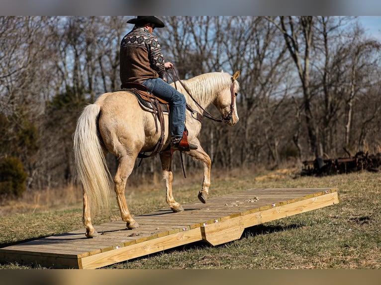 American Quarter Horse Gelding 11 years 15 hh Palomino in Santa Fe, TN