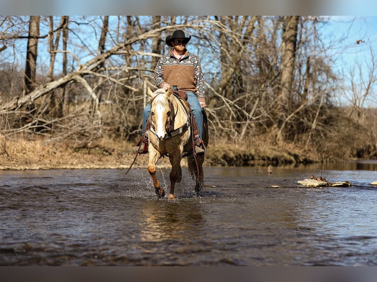 American Quarter Horse Gelding 11 years 15 hh Palomino in Santa Fe, TN