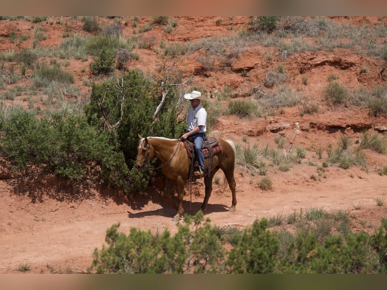 American Quarter Horse Gelding 11 years 15 hh Palomino in Sweet Springs MO