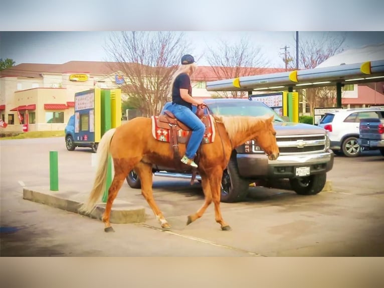 American Quarter Horse Gelding 11 years 15 hh Palomino in Stephenville TX