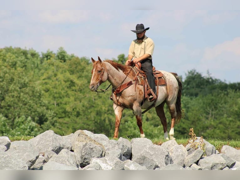 American Quarter Horse Gelding 11 years 15 hh in Rebersburg, PA