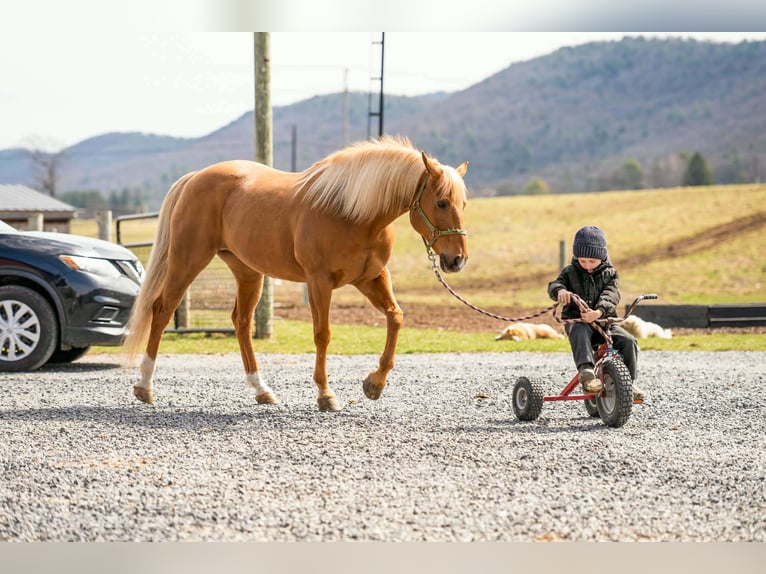 American Quarter Horse Gelding 11 years 15 hh  in Rebersburg