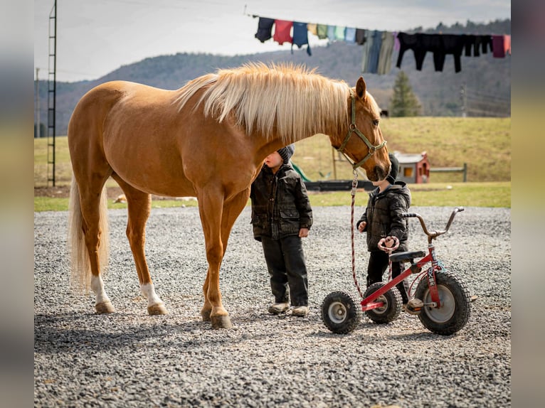 American Quarter Horse Gelding 11 years 15 hh  in Rebersburg
