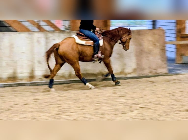 American Quarter Horse Gelding 11 years 15 hh Red Dun in Lindau (Bodensee)