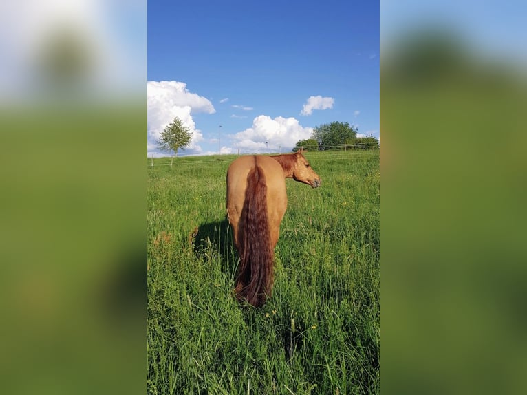 American Quarter Horse Gelding 11 years 15 hh Red Dun in Lindau (Bodensee)
