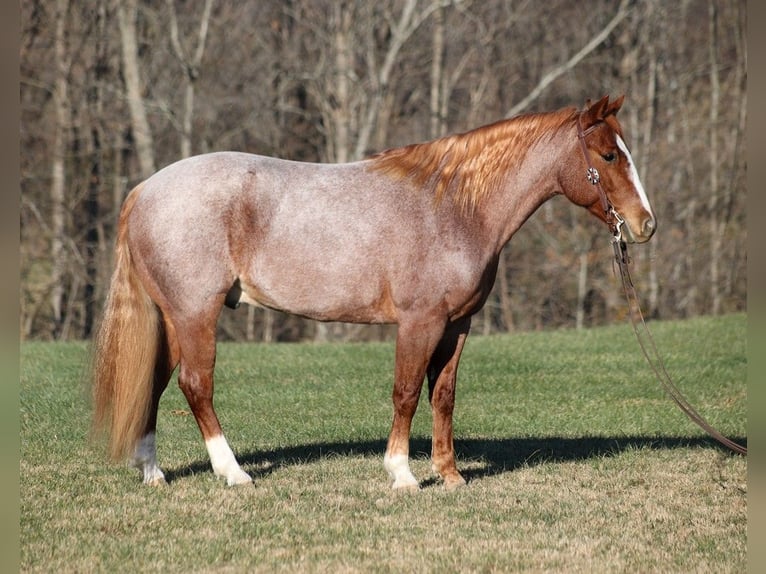 American Quarter Horse Gelding 11 years 15 hh Roan-Bay in Mount Vernon