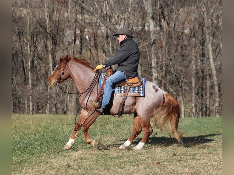 American Quarter Horse Gelding 11 years 15 hh Roan-Bay in Mount Vernon