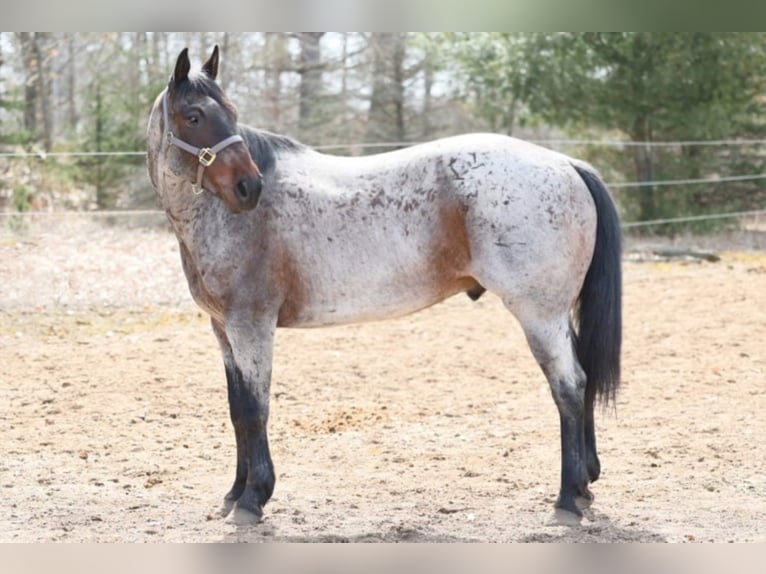 American Quarter Horse Gelding 11 years 15 hh Roan-Bay in Navarino WI