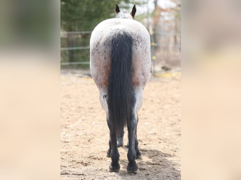 American Quarter Horse Gelding 11 years 15 hh Roan-Bay in Navarino WI