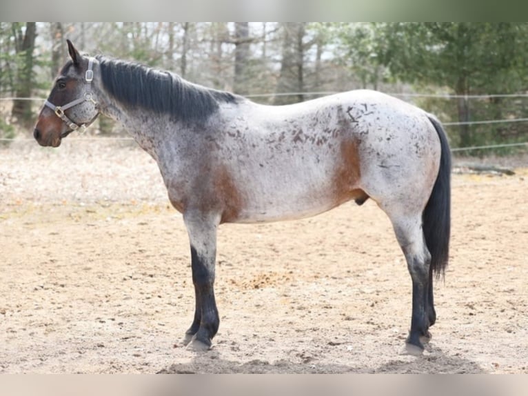 American Quarter Horse Gelding 11 years 15 hh Roan-Bay in Navarino WI