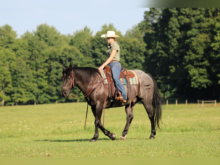 American Quarter Horse Gelding 11 years 15 hh Roan-Blue in Clarion