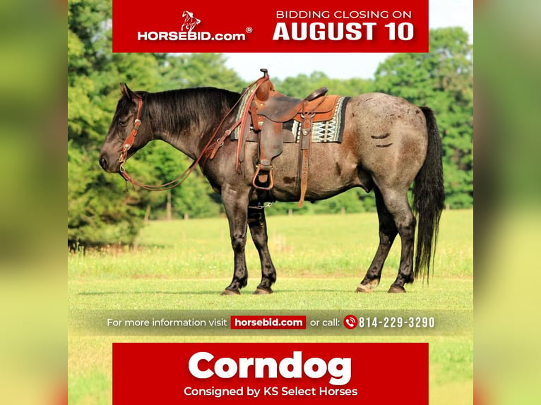 American Quarter Horse Gelding 11 years 15 hh Roan-Blue in Clarion