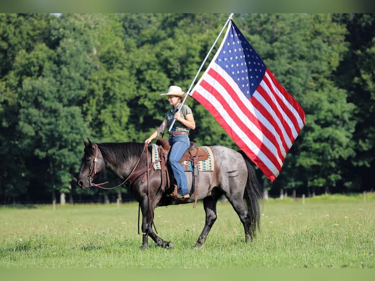 American Quarter Horse Gelding 11 years 15 hh Roan-Blue in Clarion