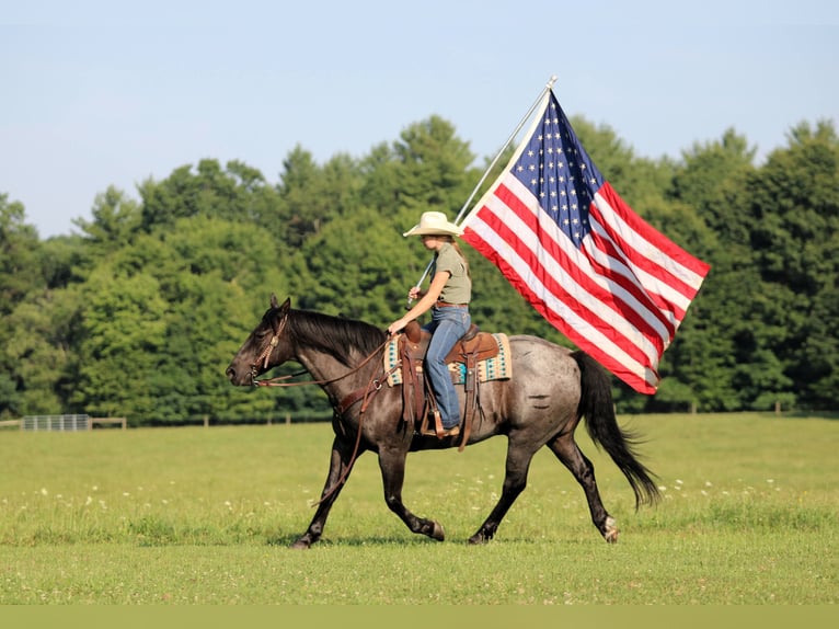 American Quarter Horse Gelding 11 years 15 hh Roan-Blue in Clarion