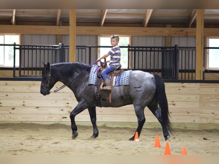American Quarter Horse Gelding 11 years 15 hh Roan-Blue in Clarion