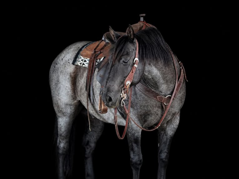 American Quarter Horse Gelding 11 years 15 hh Roan-Blue in Clarion