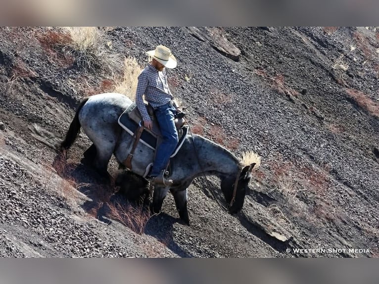 American Quarter Horse Gelding 11 years 15 hh Roan-Blue in Purdy