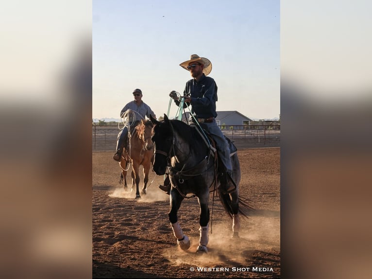 American Quarter Horse Gelding 11 years 15 hh Roan-Blue in Purdy