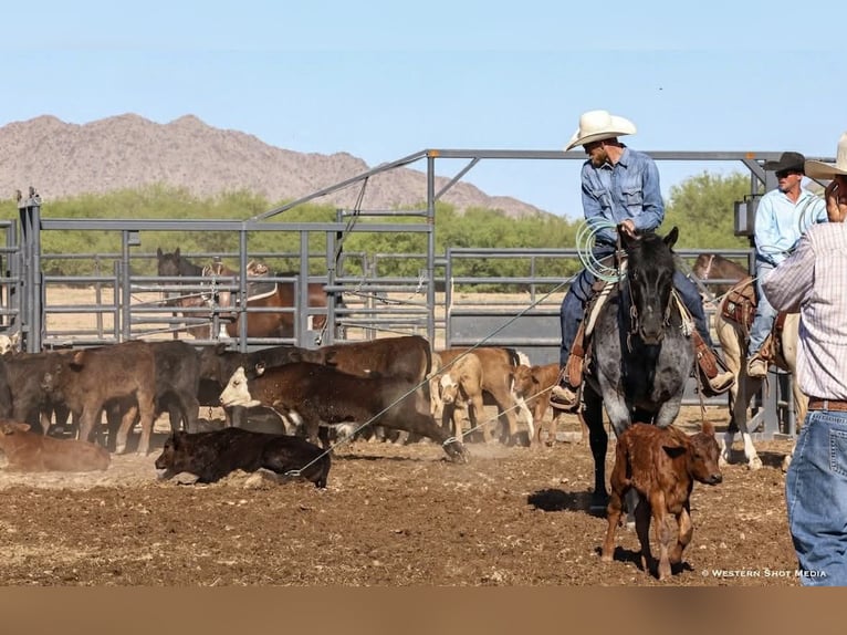 American Quarter Horse Gelding 11 years 15 hh Roan-Blue in Purdy