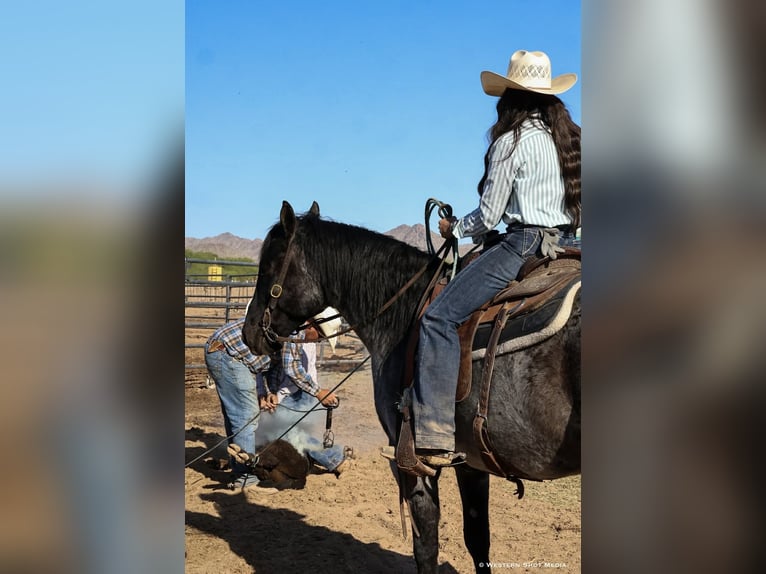 American Quarter Horse Gelding 11 years 15 hh Roan-Blue in Purdy