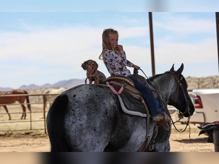 American Quarter Horse Gelding 11 years 15 hh Roan-Blue in Purdy