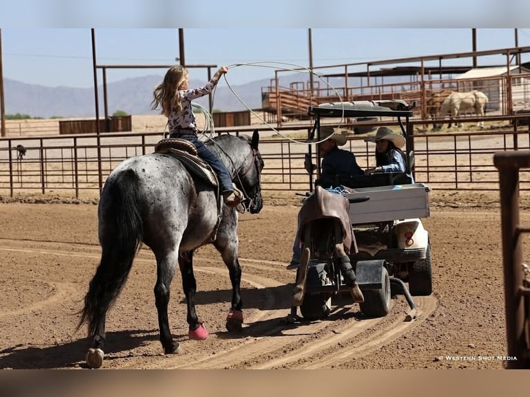American Quarter Horse Gelding 11 years 15 hh Roan-Blue in Purdy