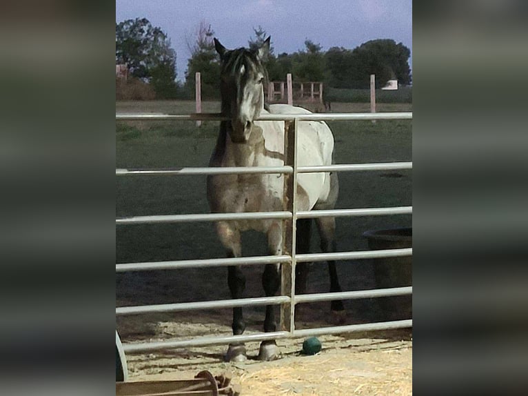 American Quarter Horse Gelding 11 years 15 hh Roan-Blue in Charleston IL