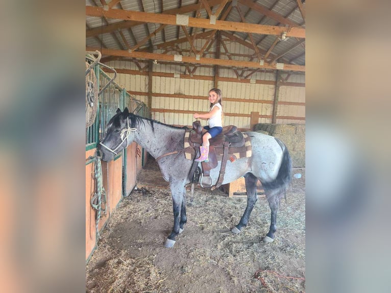 American Quarter Horse Gelding 11 years 15 hh Roan-Blue in Charleston IL