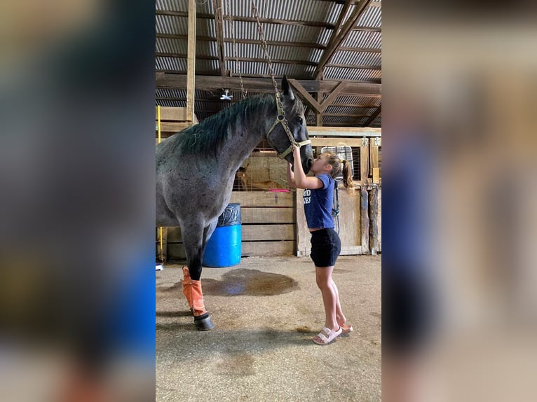 American Quarter Horse Gelding 11 years 15 hh Roan-Blue in Charleston IL