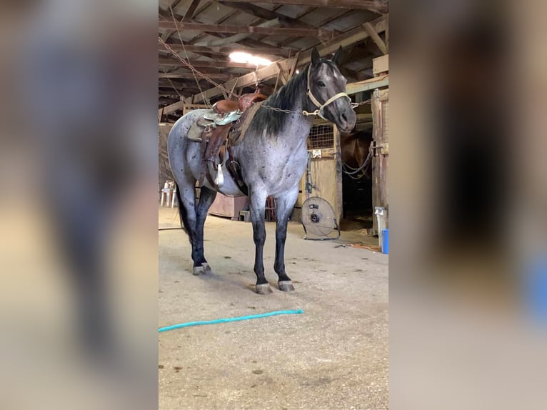 American Quarter Horse Gelding 11 years 15 hh Roan-Blue in Charleston IL