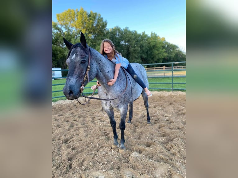 American Quarter Horse Gelding 11 years 15 hh Roan-Blue in Charleston IL