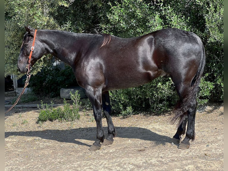 American Quarter Horse Gelding 11 years 15 hh Roan-Blue in Paicines, CA