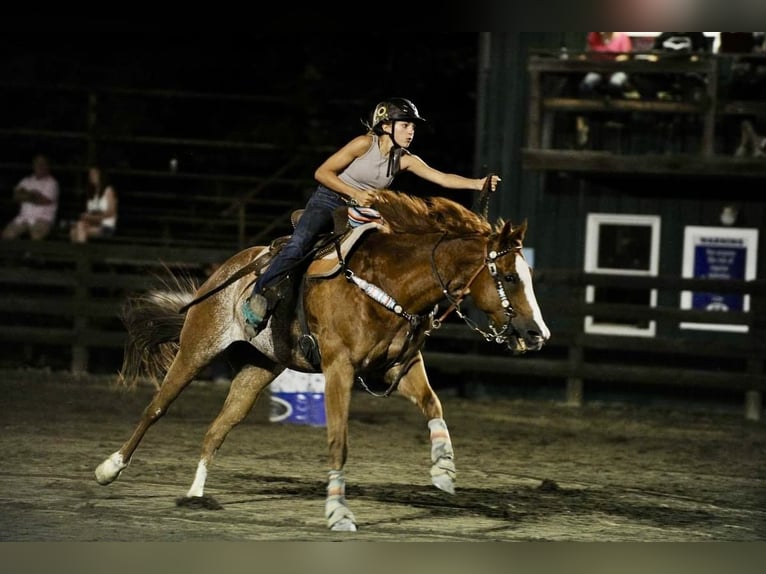 American Quarter Horse Gelding 11 years 15 hh Roan-Red in Shippenville, PA