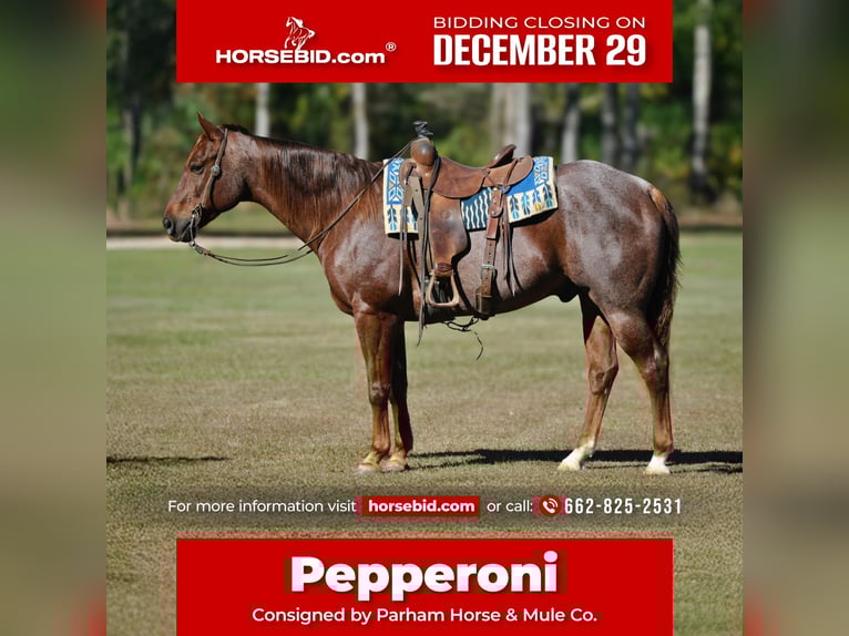 American Quarter Horse Gelding 11 years 15 hh Roan-Red in Amory