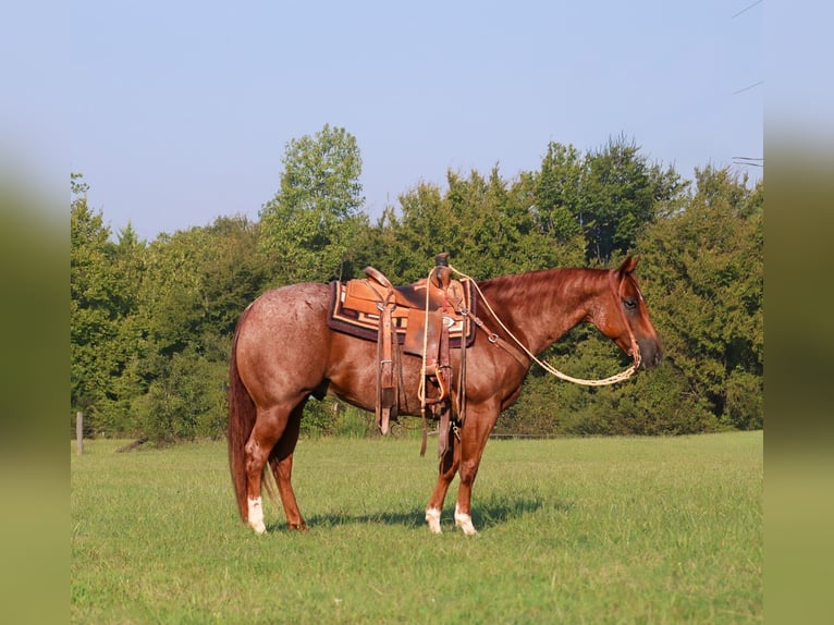 American Quarter Horse Gelding 11 years 15 hh Roan-Red in Mount Vernon, TX