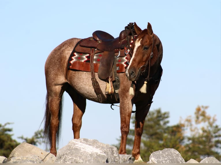 American Quarter Horse Gelding 11 years 15 hh Roan-Red in Rebersburg, PA