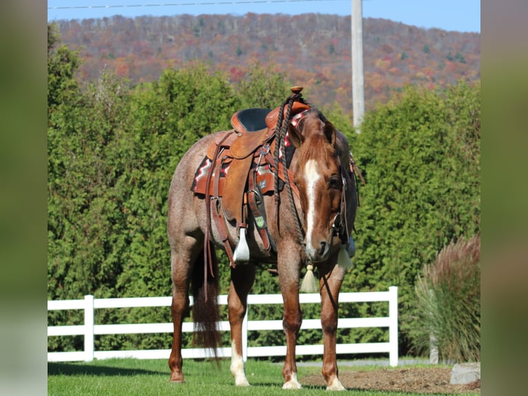 American Quarter Horse Gelding 11 years 15 hh Roan-Red in Rebersburg, PA