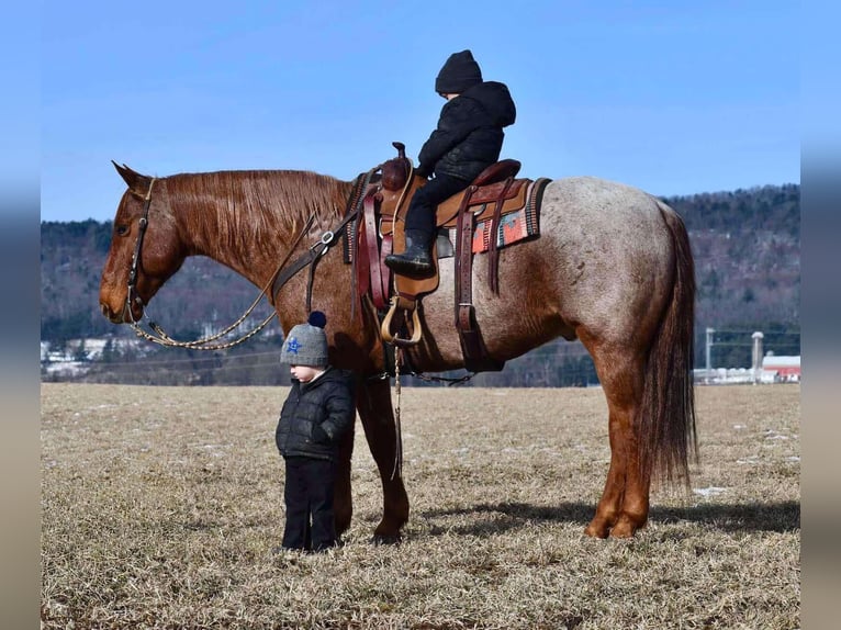 American Quarter Horse Gelding 11 years 15 hh Roan-Red in Rebersburg, PA