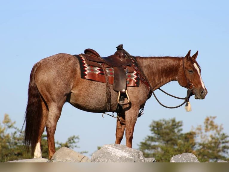 American Quarter Horse Gelding 11 years 15 hh Roan-Red in Rebersburg, PA