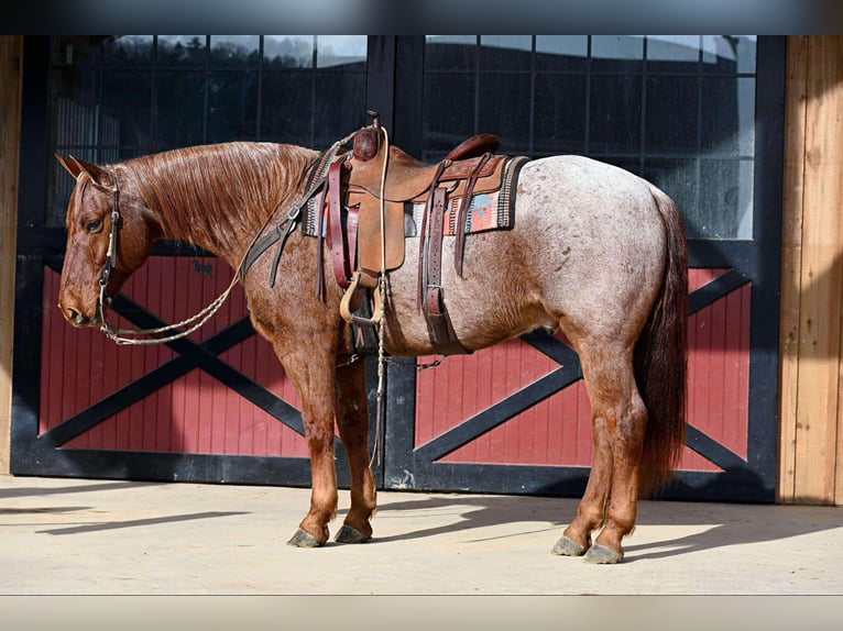 American Quarter Horse Gelding 11 years 15 hh Roan-Red in Rebersburg, PA