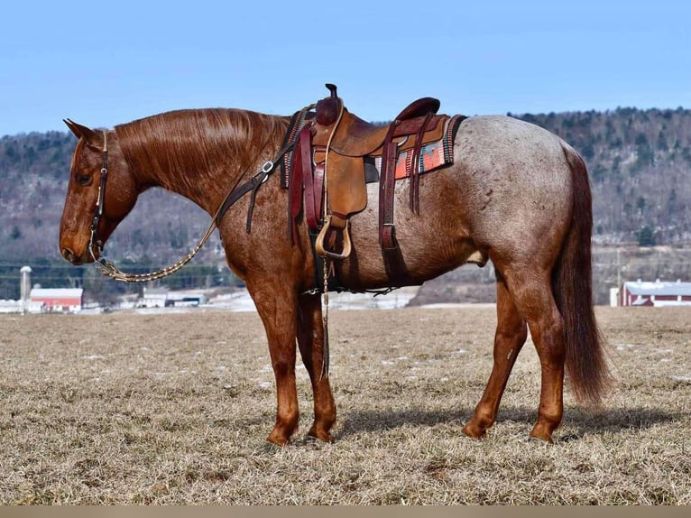 American Quarter Horse Gelding 11 years 15 hh Roan-Red in Rebersburg, PA