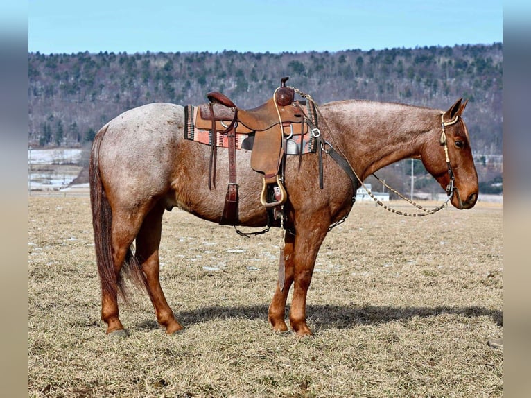 American Quarter Horse Gelding 11 years 15 hh Roan-Red in Rebersburg, PA