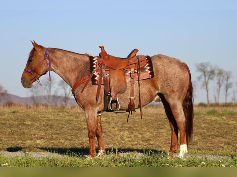 American Quarter Horse Gelding 11 years 15 hh Roan-Red in Rebersburg, PA