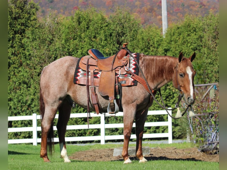 American Quarter Horse Gelding 11 years 15 hh Roan-Red in Rebersburg, PA