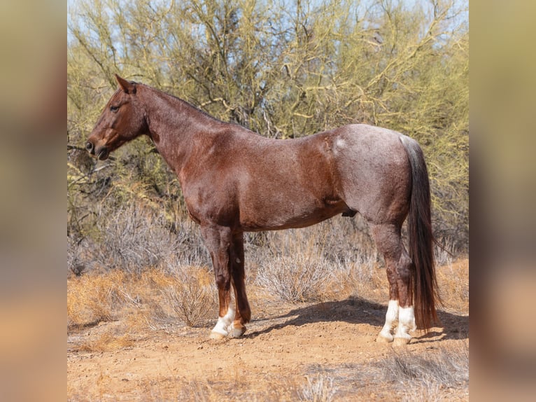 American Quarter Horse Gelding 11 years 15 hh Roan-Red in New River, AZ