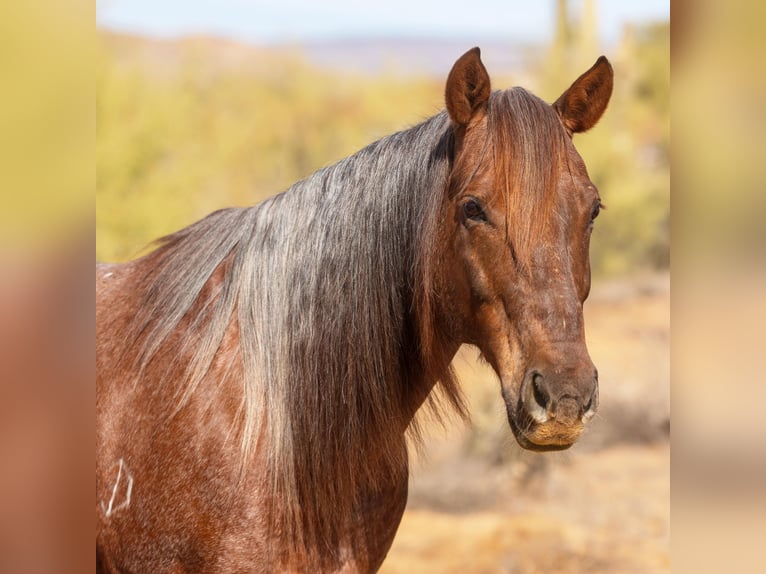 American Quarter Horse Gelding 11 years 15 hh Roan-Red in New River, AZ