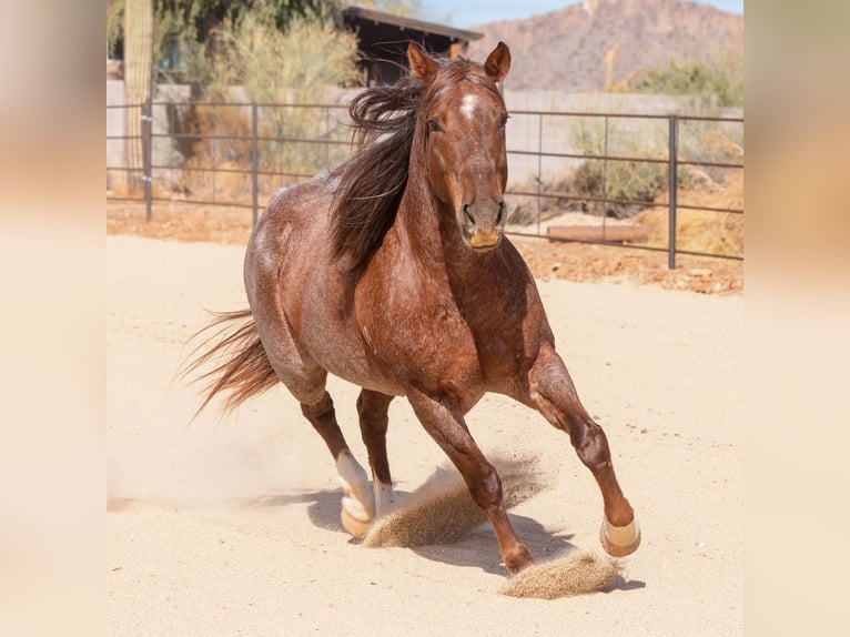 American Quarter Horse Gelding 11 years 15 hh Roan-Red in New River, AZ