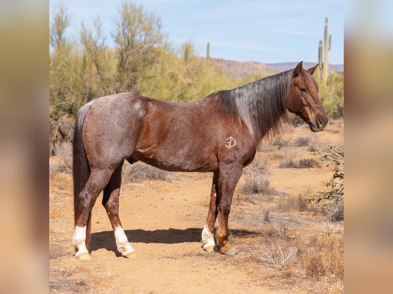 American Quarter Horse Gelding 11 years 15 hh Roan-Red in New River, AZ