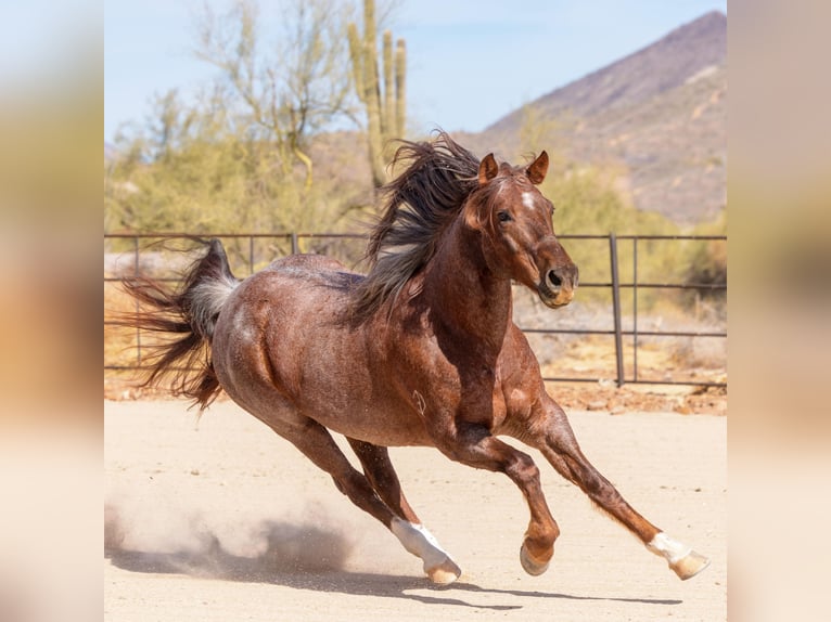 American Quarter Horse Gelding 11 years 15 hh Roan-Red in New River, AZ