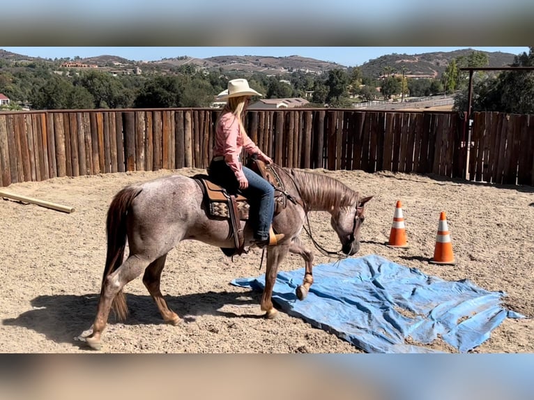 American Quarter Horse Gelding 11 years 15 hh Roan-Red in Murrietta, CA